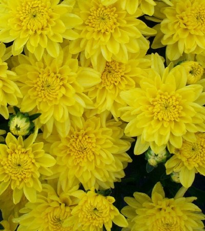 Belgian Mums® Staviski Yellow